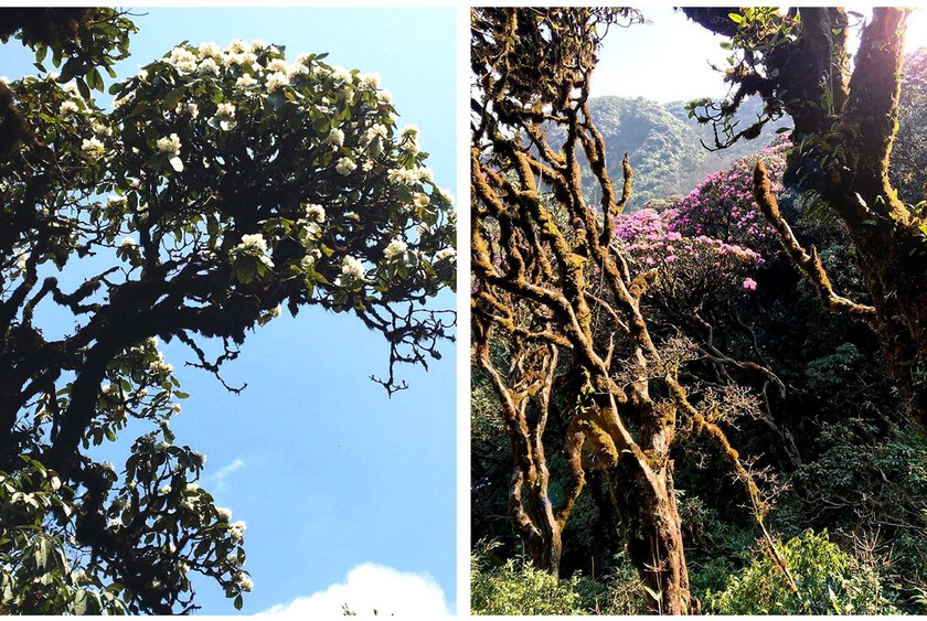 Brilliant blooming Rhododendron simsii in Fansipan ảnh 8