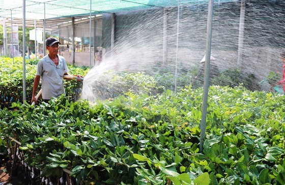 Mekong Delta sees downtrend of salt intrusion in May ảnh 2