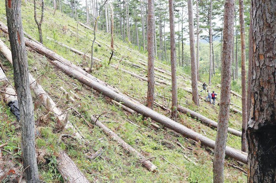 Forests cut down for agricultural purpose in Central Highlands, Central region ảnh 1
