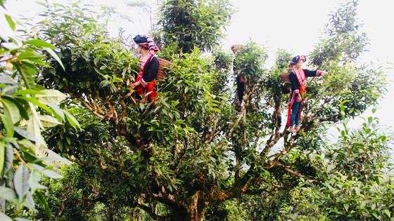 Vietnam wins big tea contract with Malaysian partner ảnh 1