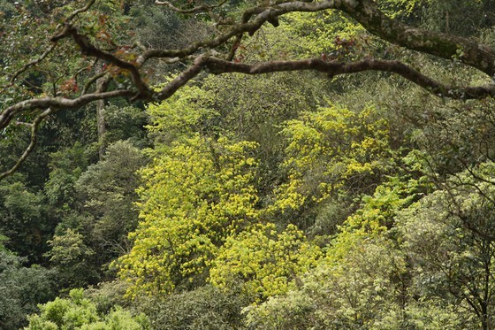 Ancient yellow ochna blossoms adorn Yen Tu peak ảnh 1