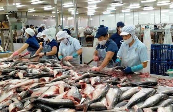 Low pangasius prices cause heavy losses for farmers in Mekong Delta ảnh 2