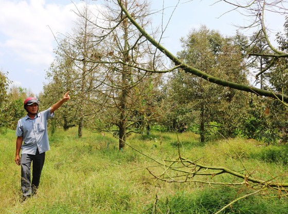 Over 11,180 hectares of fruits trees face dead loss due to ...