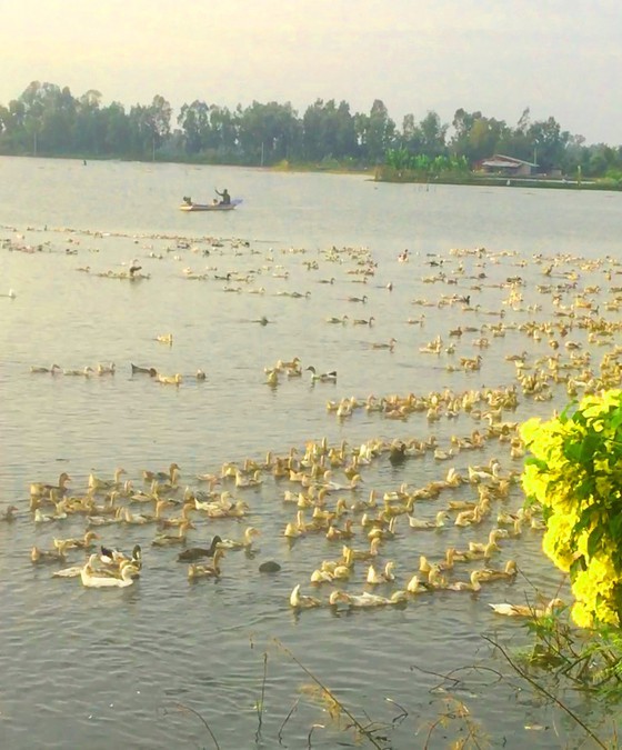 Nearly 10,000 hectares of rice, fruit trees destroyed by heavy rains, floods ảnh 1