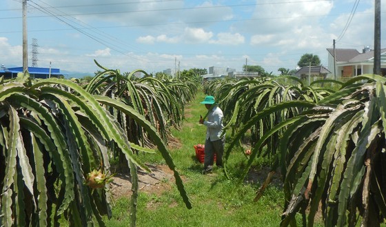 Unexpected increase in dragon fruit prices concerns farmers ảnh 1