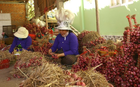 Farmers struggle as shallots devalue to record low ảnh 2