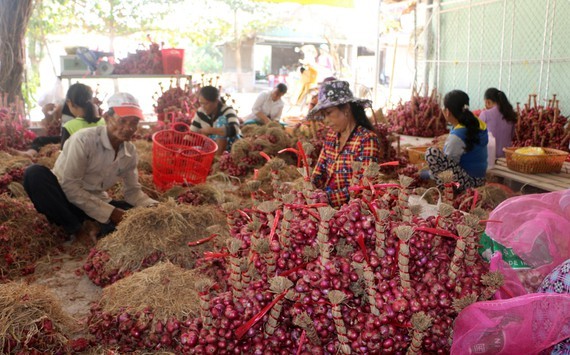 Farmers struggle as shallots devalue to record low ảnh 1
