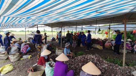 Purple sweet potatoes fall again after short increase ảnh 1