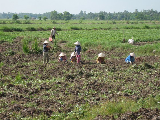 Purple sweet potatoes fall again after short increase ảnh 2
