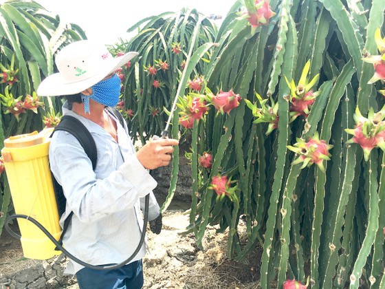 Solutions needed for agricultural products to no longer call for rescue ảnh 1