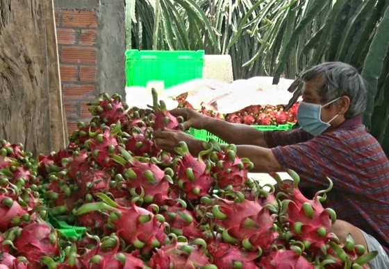 Long An Province facilitates consumption of 15,000 tons of dragon fruits ảnh 1