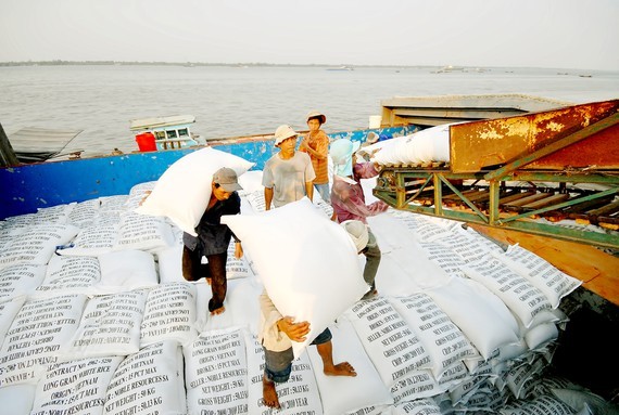 Millions of tons of rice in Mekong Delta seek ways for consumption ảnh 1