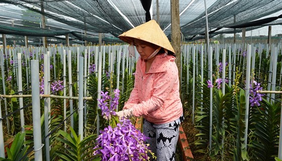 TPHCM công bá» 10 sá»± kiá»n ná»i báºt trong nÄm 2018 ảnh 2