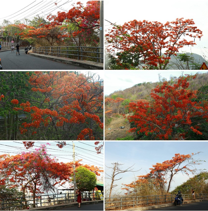 Red flamboyant flowers brighten seaside mountain ảnh 10