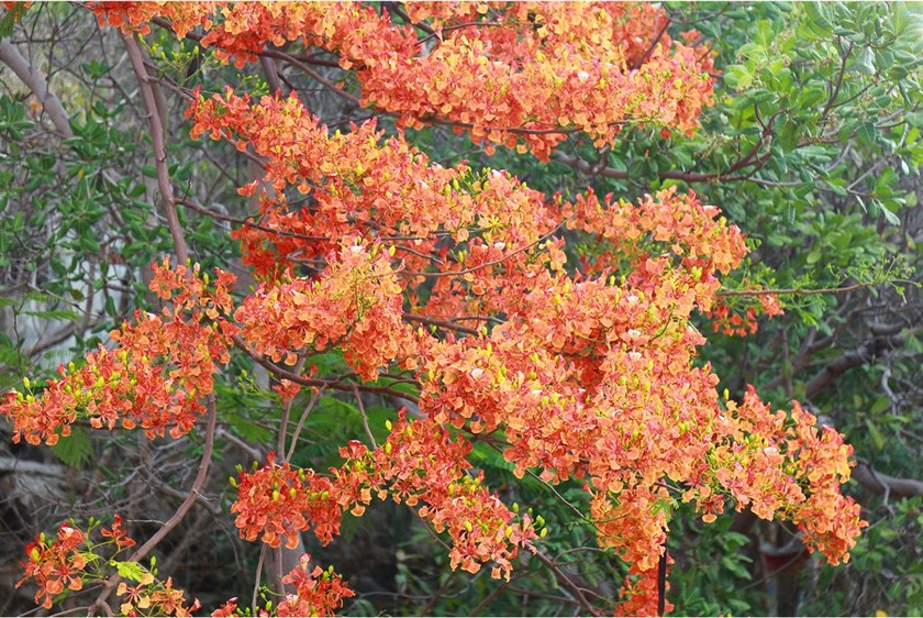 Red flamboyant flowers brighten seaside mountain ảnh 12