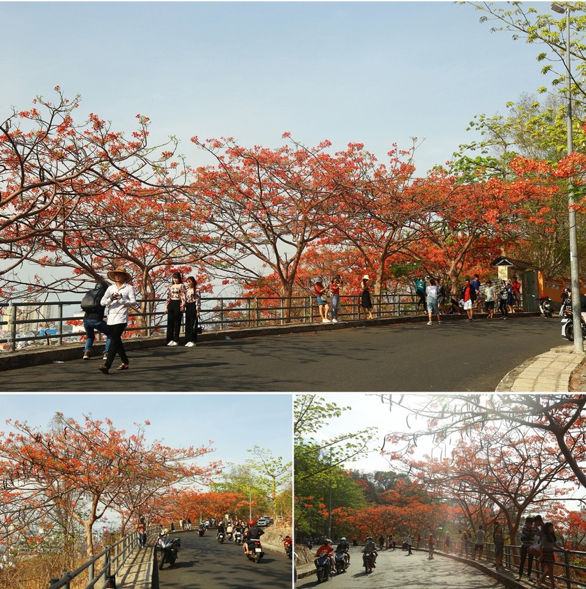 Red flamboyant flowers brighten seaside mountain ảnh 5