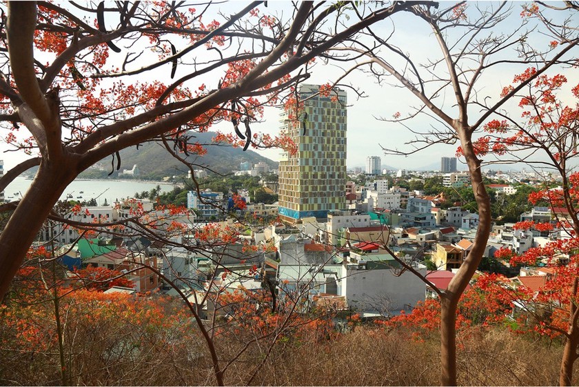 Red flamboyant flowers brighten seaside mountain ảnh 9