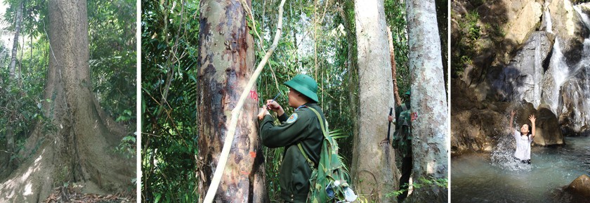 Quang Nam Province plans to turn Song Thanh Nature Reserve into national park ảnh 1