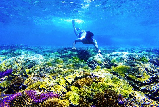 Discovering Green Island in Quy Nhon City ảnh 1