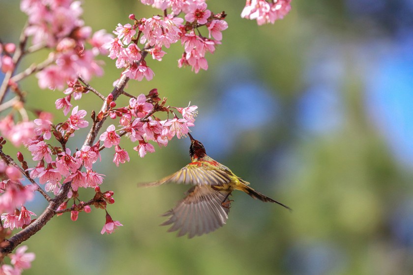 Da Lat turns a ravishing shade of pink with cherry blossoms in full bloom ảnh 7