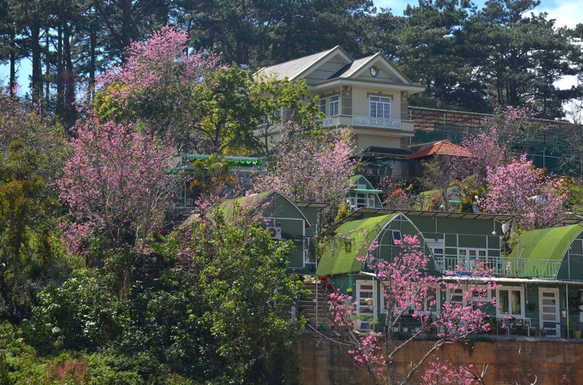 Da Lat turns a ravishing shade of pink with cherry blossoms in full bloom ảnh 9