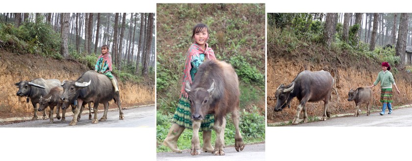 Beauty of women in Ha Giang Province’s plateau of rocks ảnh 2