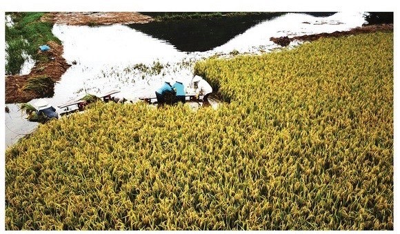 Central region’s farmers flock to fields to save rice after storm ảnh 17