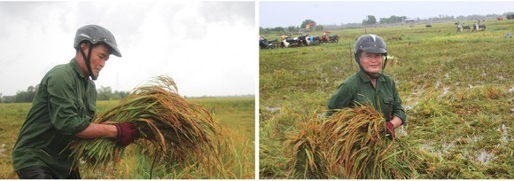 Central region’s farmers flock to fields to save rice after storm ảnh 5