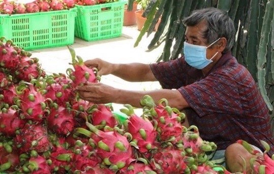 Potential grows for vegetable and fruit exports to US ảnh 1