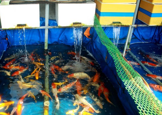 Young man starts career by raising Koi fish earning yearly income of US$21,327 ảnh 1