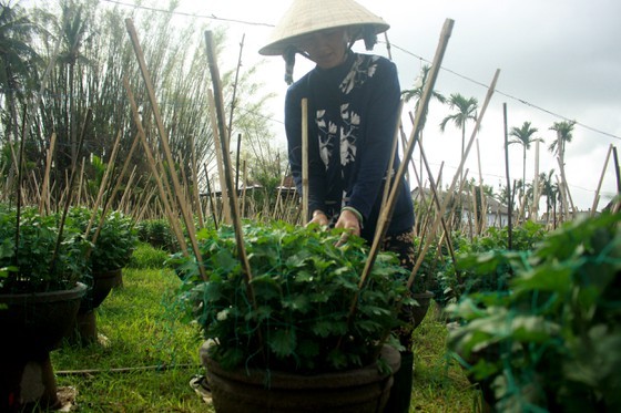 Flower growers in Central Vietnam restore ornamental flower after flood for Tet holiday market ảnh 1