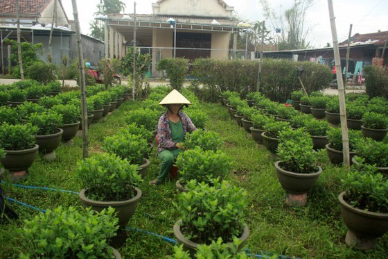 Flower growers in Central Vietnam restore ornamental flower after flood for Tet holiday market ảnh 2
