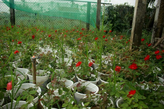 Flower growers in Central Vietnam restore ornamental flower after flood for Tet holiday market ảnh 4
