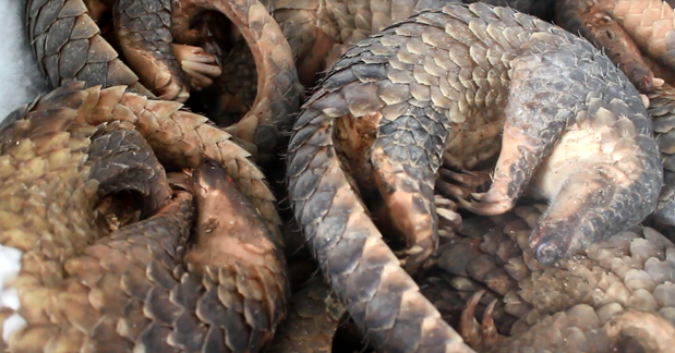 Man jailed for storing 780 kg of African pangolin scales ảnh 1