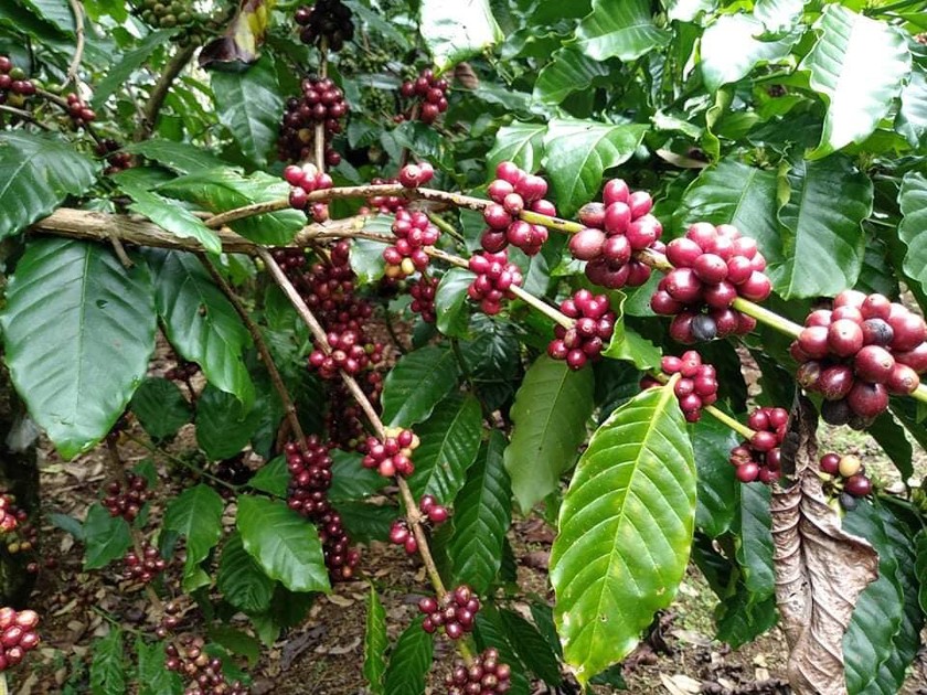 Farmers in Central highlands Vietnam turns to coffee landscape to increase income ảnh 1