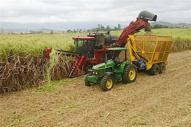 Vietnamese sugar failing to compete on home ground ảnh 1