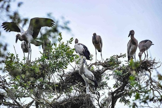 Vietnam makes effort to deter people from poaching wild, migratory birds ảnh 1