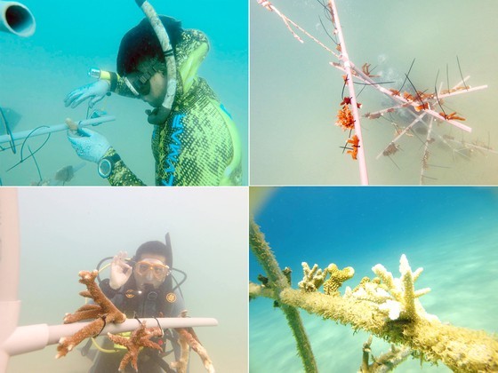 Nurturing life for sea – preserve sea coral ảnh 1