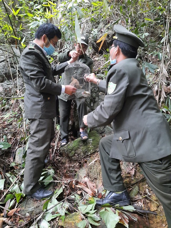 Vietnam makes efforts to rescue wild animals ảnh 3