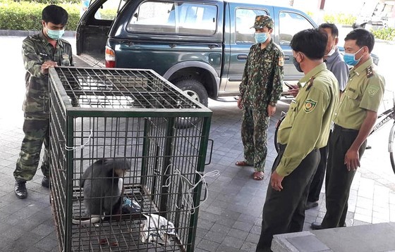 Vietnam makes efforts to rescue wild animals ảnh 2