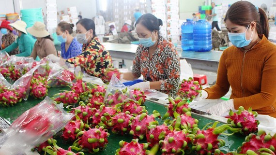 Agriculture sector in Mekong Delta supports farmers in finding markets ảnh 1