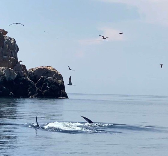 Seven blue whales caught to find feed near Binh Dinh coast ảnh 1