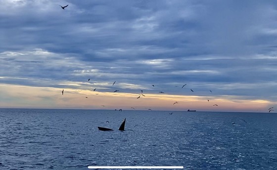 Seven blue whales caught to find feed near Binh Dinh coast ảnh 2