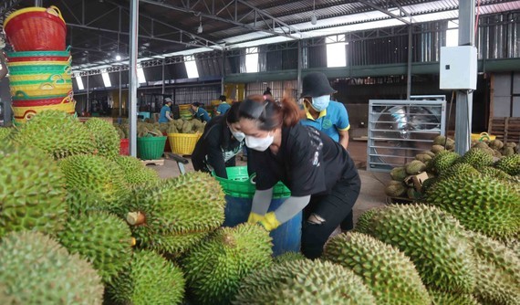 Durian farmers joyful at news of official export to China ảnh 1