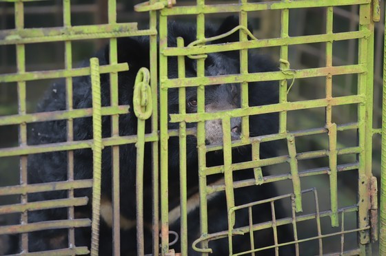 AAF rescues bear kept in captivity since 2003 ảnh 1