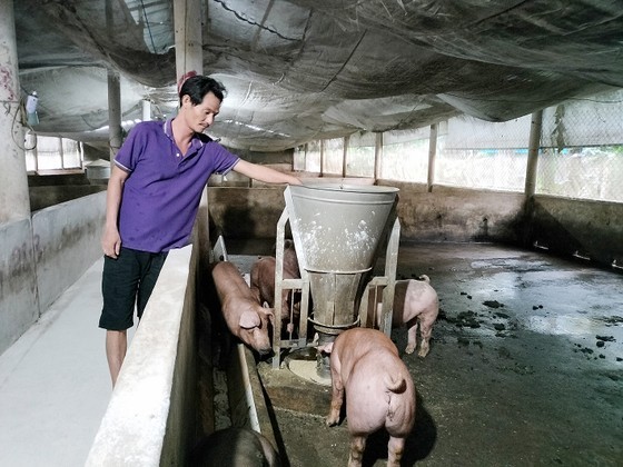 Pig household farmers face difficulties when swine prices down ảnh 1