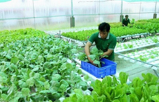 Vietnam seeks ways to increase export of organic farm produce ảnh 1