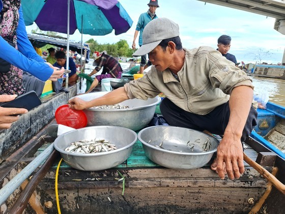 Floods bring abundance of fish to Mekong Delta ảnh 5