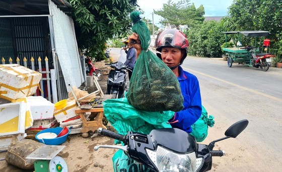 Floods bring abundance of fish to Mekong Delta ảnh 6