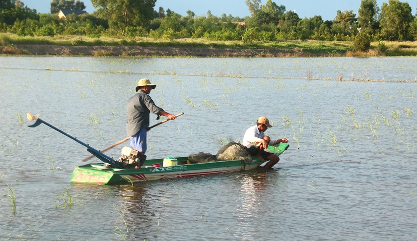 Floods bring abundance of fish to Mekong Delta ảnh 1